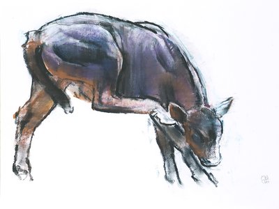 Scratching Calf, 2006 (hiili ja conte paperilla) tekijältä Mark Adlington