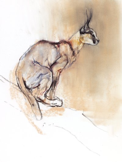 Istuva Caracal, 2009 (conte und charcoal paperilla) tekijältä Mark Adlington