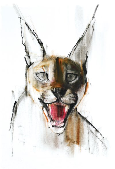 Snarl (Arabian Caracal), 2009 (conte und charcoal paperilla) tekijältä Mark Adlington