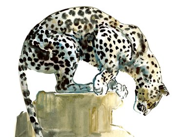 Selkä (Arabian Leopard), 2015, (akvarelli ja guassi paperille) tekijältä Mark Adlington