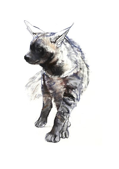 Raidallinen hyeenanpentu, 2010, (conté ja pastelli paperilla) tekijältä Mark Adlington