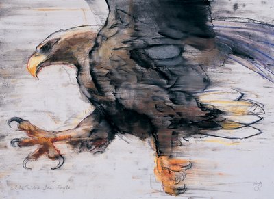 Talons - White tailed Sea Eagle, 2001 (hiili ja conte paperilla) tekijältä Mark Adlington
