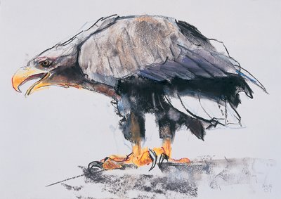 Merikotka, 2001 (hiili ja conte paperille) tekijältä Mark Adlington