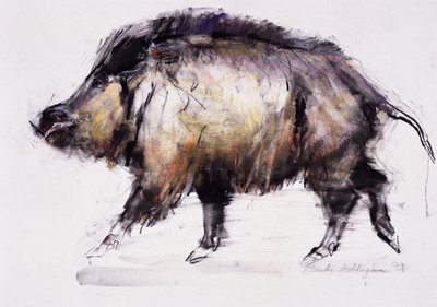 Villisika, 1999 (grafiitti, konte ja puuhiili paperilla) tekijältä Mark Adlington