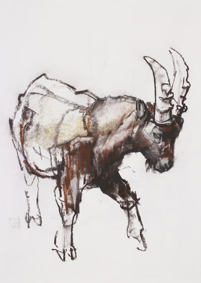 Young Ibex, Gran Paradiso, 2005 (hiili ja conte paperilla) tekijältä Mark Adlington