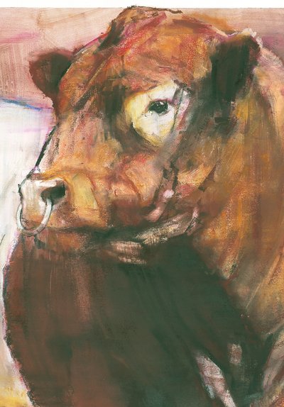Zeus, Red Belted Galloway Bull, 2006 sekatekniikka paperilla yksityiskohta numerosta 275255 tekijältä Mark Adlington