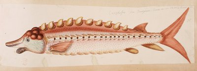 Kala. tekijältä Mark Catesby