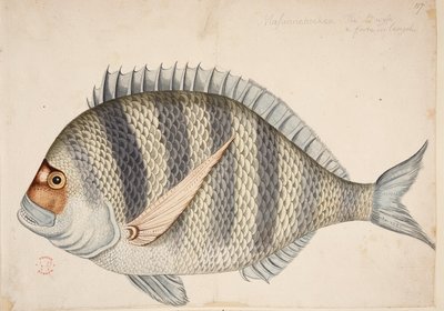 Kala. tekijältä Mark Catesby