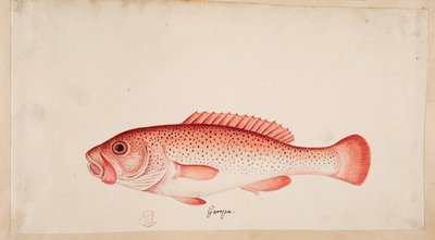 Kala. tekijältä Mark Catesby