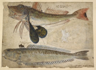 Lisätä. 5267, f.144 Piirustukset kahdesta kalasta, "Catesbyn, G.Edwardsin, G.Jagon et al. piirustusten albumista, Hans Sloanen tilaus" (akvarelli ja guassi paperille) tekijältä Mark Catesby