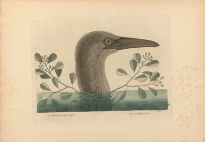 Thymelaea foliis obtusis; Anseri Bassano &c: The Great Booby, levy 86 julkaisusta "Natural History of Carolina, Florida, and the Bahama Islands", osa I, 2. painos, Lontoo 1754 tekijältä Mark Catesby