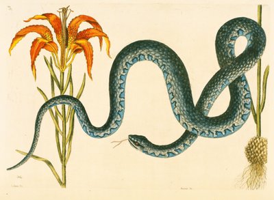 Anguis, Wampum Snake, levy 58, voi. 1 "Carolinan, Floridan ja Bahaman luonnonhistoriasta" tekijältä Mark Catesby