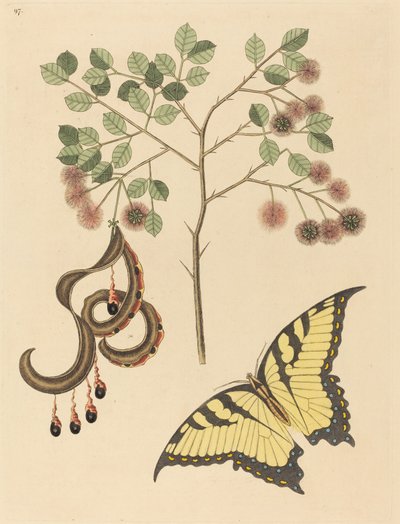 Kissankynsi (Mimosa circinalis) tekijältä Mark Catesby
