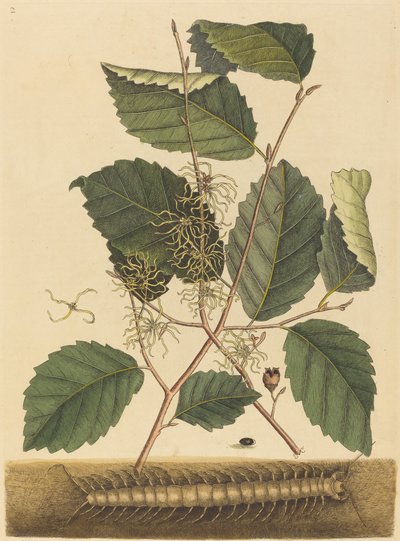 Centipede Scolopendra morsitans, julkaistu 1731-1743. tekijältä Mark Catesby