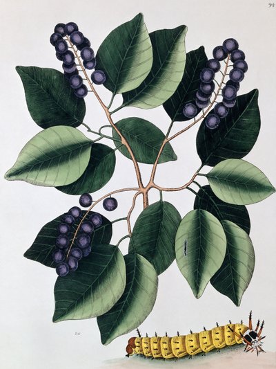 Kyyhkynen luumu ja suurisarvitonka, 1771 tekijältä Mark Catesby