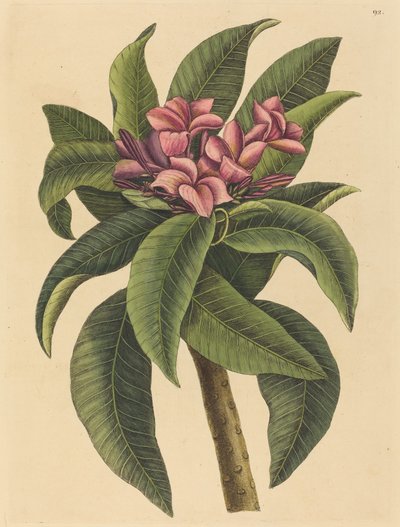 Punainen frangipani (Plumeria rubra) tekijältä Mark Catesby