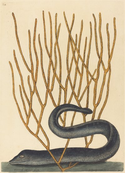 Musta Muray tekijältä Mark Catesby