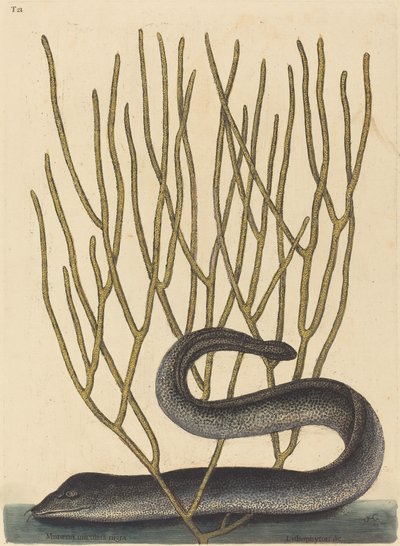 Musta Muray tekijältä Mark Catesby