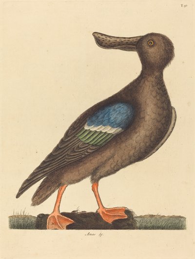 Sinisiniivekäs lapio tekijältä Mark Catesby