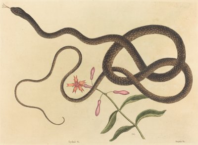 The Coach-whip Snake Coluber flagellum, julkaistu 1731-1743. tekijältä Mark Catesby