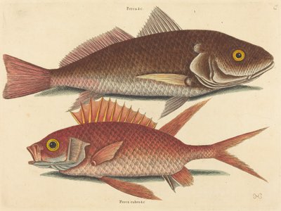 The Croker Perca undulata, julkaistu 1731-1743. tekijältä Mark Catesby