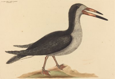 The Cutwater Rhynchops nigra, julkaistu 1731-1743. tekijältä Mark Catesby