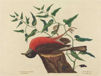 The Fieldfare of Carolina Turdus migratorius, julkaistu 1731-1743. tekijältä Mark Catesby