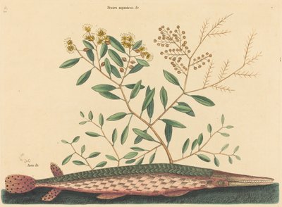 Green Gar Fish Esox osseus, julkaistu 1731-1743. tekijältä Mark Catesby