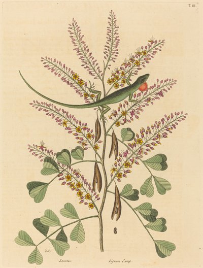 El llangardaix verd de Jamaica Lacerta bullaris, publicat 1731-1 finès tekijältä Mark Catesby