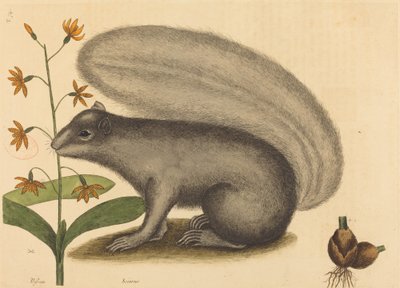 Harmaa kettu-orava (Sciurus cinereus) tekijältä Mark Catesby