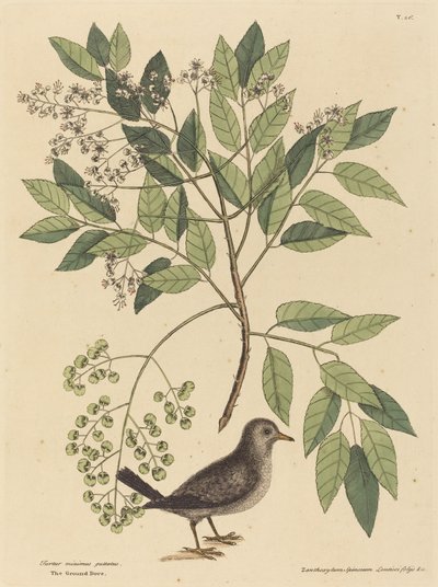 Maakyyhky (Columba passerina) tekijältä Mark Catesby