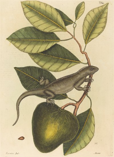 Guana (iguaanilisko) tekijältä Mark Catesby