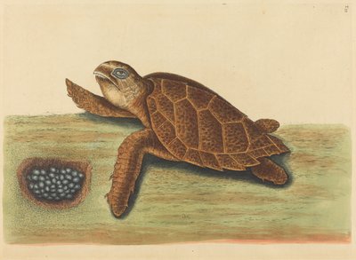 Hawks-bill Turtle Testudo caretta, julkaistu 1731-1743. tekijältä Mark Catesby