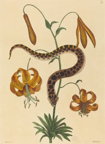 Sikan nenäkäärme (Boa contortrix) tekijältä Mark Catesby