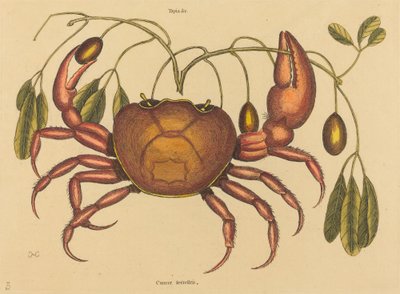 Maarapusyöpä ruricola, julkaistu 1731-1743. tekijältä Mark Catesby