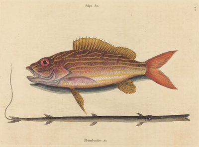 Lane-snapper (Sparus synagris) tekijältä Mark Catesby