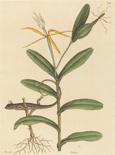 Lyon Lizard Lacerta 6-lineata, julkaistu 1731-1743. tekijältä Mark Catesby