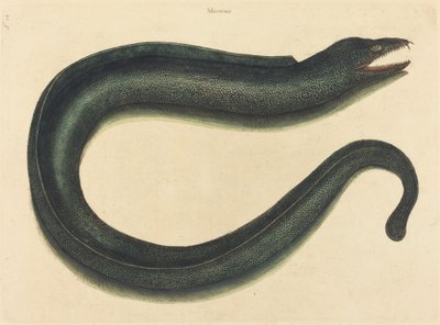 Murray (Muraina Helena) tekijältä Mark Catesby