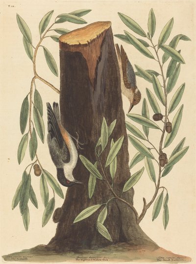Pähkinähattu (Sitta Europaea) tekijältä Mark Catesby