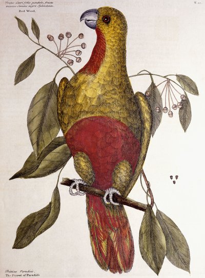 Paratiisin papukaija, 1771 tekijältä Mark Catesby