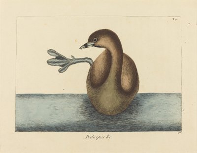 Pied-biled Dobchick (Colymbus podiceps) tekijältä Mark Catesby