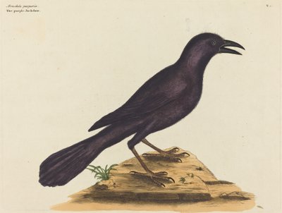 Violetti Jack Daw (Gracula Quiscula) tekijältä Mark Catesby
