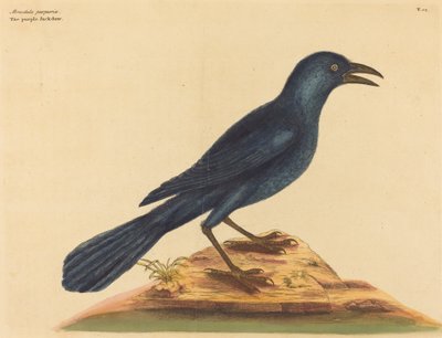 Violetti Jack Daw (Gracula Quiscula) tekijältä Mark Catesby