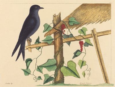 Purple Martin (Purple Martin) tekijältä Mark Catesby