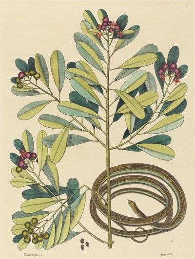 Nauhakäärme (Coluber saurita) tekijältä Mark Catesby