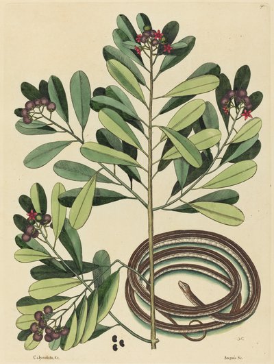 Nauhakäärme (Coluber saurita) tekijältä Mark Catesby