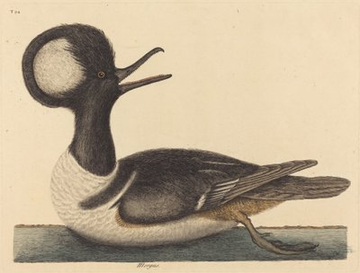 Pyöreäharja-ankka Mergus cucullatus, julkaistu 1731-1743. tekijältä Mark Catesby