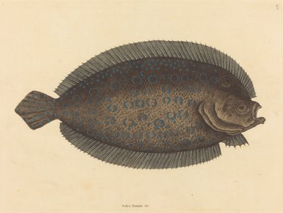 Sole Pleuronectes lunatus, julkaistu 1731-1743. tekijältä Mark Catesby