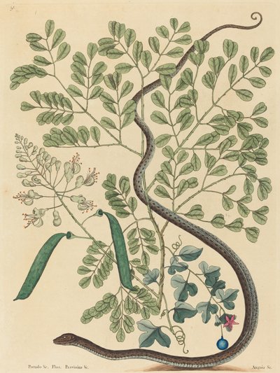 The Spotted Ribbon Snake Coluber nebulosus, julkaistu 1731-1743. tekijältä Mark Catesby