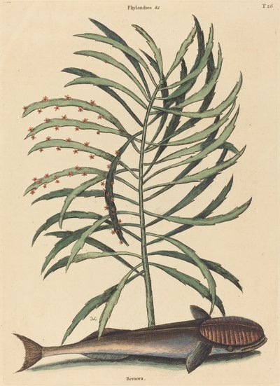 Imevä kala (Echeneis Naucratis) tekijältä Mark Catesby